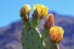 Four yellow flowers, three of which are in bloom, sprout from the edge of a prickly pear cactus pad.