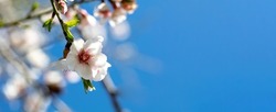 Almond tree bloom, orchard tree flower. sunny spring day blue sky background, close up view. Springtime season blossom