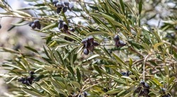 Olive tree branch with black ripe fruit on it. Healthy lifestyle and peace symbol concept. Close up view, blur nature background.