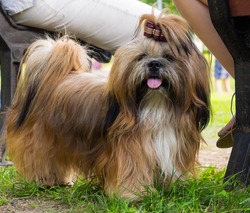 one small dog shih tzu breed standing in the park near the bench on which two people sit