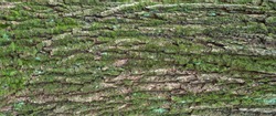 Relief texture of the bark of oak with green moss and lichen. Panoramic photo of a tree bark texture.