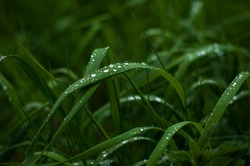 Fresh green grass with dew drops close up. Water driops on the fresh grass after rain. Light morning dew on the green grass.
