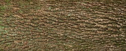 Relief texture of the brown bark of a tree with green moss and lichen on it. Long panoramic image of a tree bark texture.