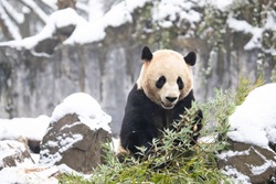 Giant panda eating their bamboos in the winter seasoning and snowy