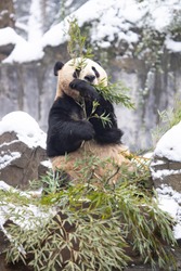 Giant panda eating their bamboos in the winter seasoning and snowy