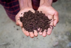 Hand holding compost with redworms. A farmer showing the worms in his hands at Chuadanga, Bangladesh.