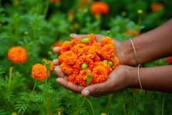 Two handfuls of orange marigold flowers displaying. A woman collecting marigold flowers.