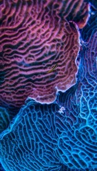 coral reef macro ,texture, abstract marine ecosystem background on a coral