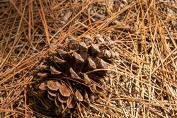A closeup shot of a pine cone nestled amidst brown pine needles.