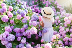 Little girl is in bushes of hydrangea flowers in sunset garden. Flowers are pink, blue, lilac, lavender and blooming in town streets. Kid is in pink dress, straw hat. Concept of childhood, tenderness.