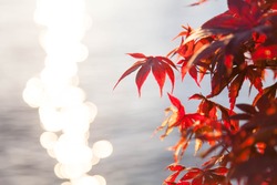 Autumn leaves on sea background. Red and orange tree near water glare. Japanese maple. Copy space, place for text.