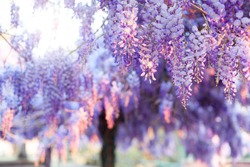Spring blooming tree. Wisteria in sunset garden. Beautiful flowers blossom in Japanese park.