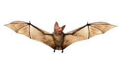 Flying Vampire bat isolated on white background, 