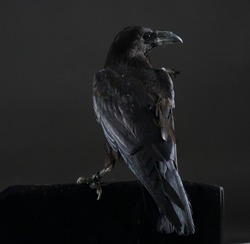 Black crow bird on a black background. Black feathers. Black raven 