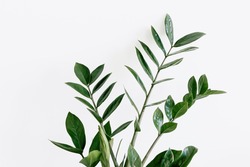 green Zamioculcas zamiifolia plant with white background 