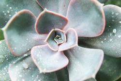 close up of green succulent plant 
