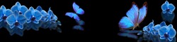 blue butterfly and blue orchid on black background