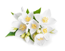 white jasmine flowers closeup. Isolated on white background