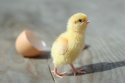 Small yellow chicks and egg shells