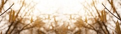 Spring pollen flight, pollen allergy background banner panorama - Common hazel, hazelnut shrub tree ( Corylus avellana ) with pollen catkins and yellow flower pollen, illuminated by the sun