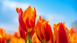 Panoramic landscape of orange beautiful blooming tulip field in Holland Netherlands in spring with blue sky, illuminated by the sun - Close up of Tulpis flowers backgrund banner panorama