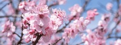 Soft almond Cherry blossom flowers bloom spring background - Closeup of beautiful blooming almond trees branches, with blue sky