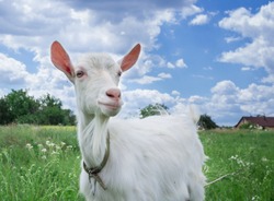 Close-up portrait of white adult goat grassing on green summer meadow field at village countryside
