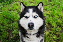 Husky dog on the grass background. Portrait of a Siberian Husky. Black and white Siberian husky with blue eyes.