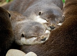 Close-up : Otter family sleeping together