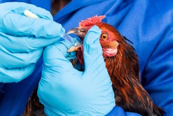 Female veterinarian in blue gloves and uniform makes injection of chickens, vaccination, chicken flu. Medicinal for chicken, vitamins.