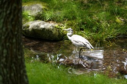 Close up Japanese white egret while walking in clear waterway or canal next to the tree in foreground,beautiful green grass along the waterway in garden ,Japan.