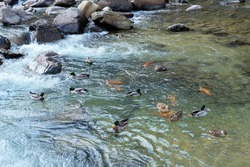 Many ducks swimming on the clear small waterfall stream wave can see carp fish and rock inside water in morning time, Japan.