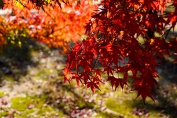 Close up maple tree branch  change color to red, colorful maple trees in forest on green moss background on ground in autumn season in Japan.