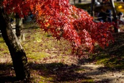 Maple tree branch Tofukuji Temple  change color to red, in morning, forest background with green moss on ground in garden of autumn season in Japan.