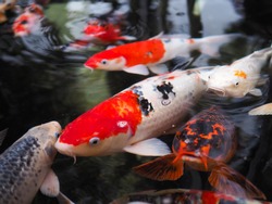 The beautiful koi fish in pond in the garden.