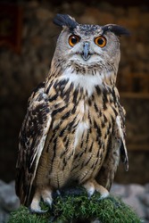 Harry Potter's owl close up. It always looking amazing on camera that beautiful. Ron Weasley, Harry's friend, also has an owl, named Pigwidgeon, a Scops Owl