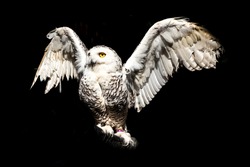 Polar owl close up. It always looking amazing on camera that open wings and spread wings