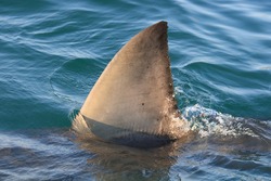 dorsal fin of great white shark, Carcharodon carcharias, off Mossel Bay, South Africa