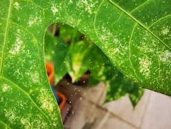 plant pest, red spider mite infested on plant leaf