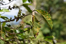 plant disease, leaf rust on coffee