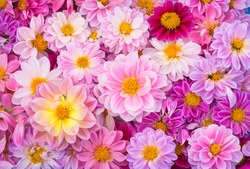 Real colorful petals of Dahlia flowers in many types .