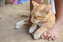 The cute brown cat looks drowsy, lying on the dry ground and between the feet of the girl