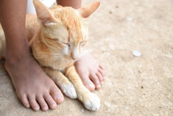 The cute brown cat looks drowsy, lying on the dry ground and between the feet of the girl