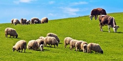 Flock of sheep and cows pasturing on green grass in a sunny day in Romania