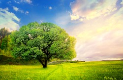 colorful HDR landscape tree in clear green and blue nature