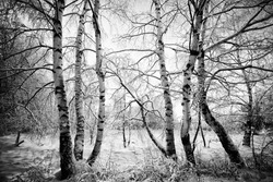 high contrasted black and white forest in winter time
