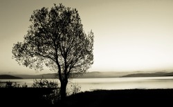 tree silhouette  black and white landscape