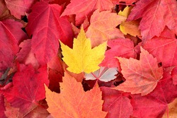 A yellow leaf on top of red leaves