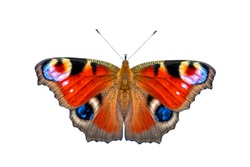 Beautiful colored butterfly isolated on a white background. European Peacock butterfly (Inachis io)