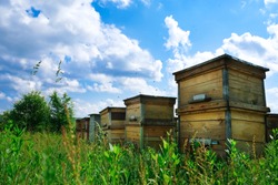 A beehive from a tree stands on an apiary. The houses of the bees are placed on the green grass in the mountains. Private enterprise for beekeeping. Honey healthy food products.